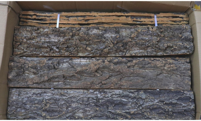 파충류 코르크보드 크레스티드게코 유목대용 백업 굴피껍질, 1개, 10cm