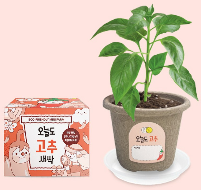 헤이그샵 미니화분 텃밭 새싹 키우기, 고추