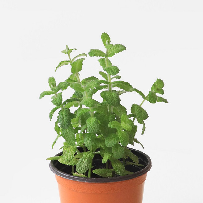 마이플랜트 애플민트 소형 허브 모종, 3개
