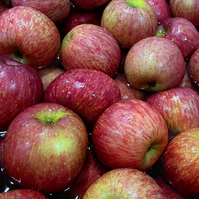 [세척] 일등농수산 경북 부사 세척사과, 1개, 3kg / 중과 / 13-14과 내외