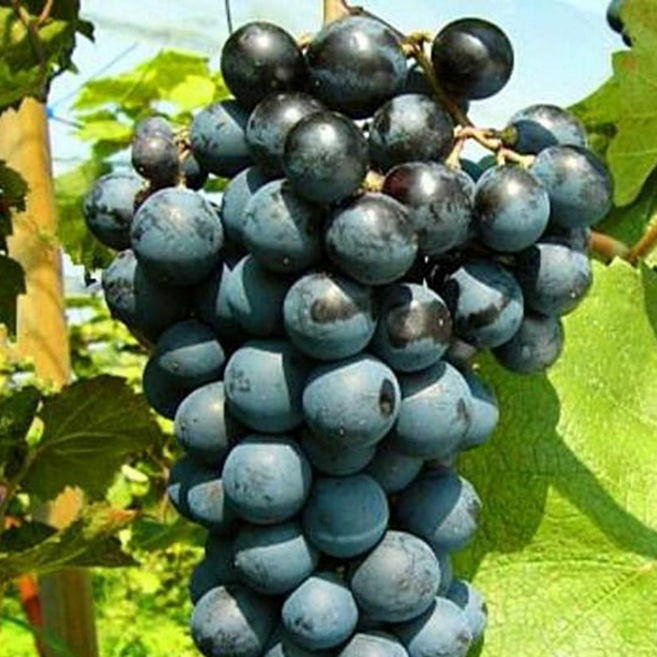 묘목 / 개량머루포도 2주묶음 / MBA머루포도(삽) 매년 인기높은 품종, 2개