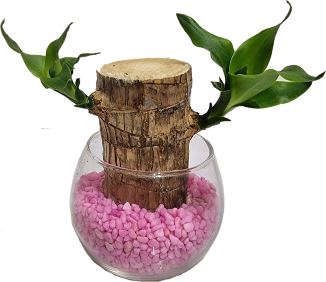 트리앤 유리병 행운죽 수경식물 실내식물 수경재배 공기정화식물 습도조절식물, 05. 단.지 행운목(핑크) 1개