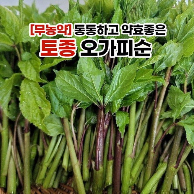 [무농약] 통통하고 약효좋은 토종 오가피순(햇순), 1kg, 1개
