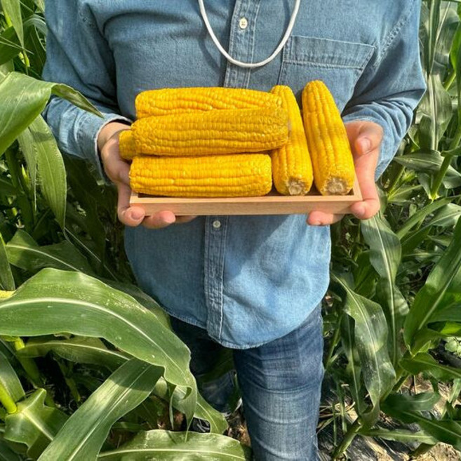 레브 산지직송 전북 무주 고당도 달콤아삭 냉동 일초당 초당옥수수, 1박스, 초당옥수수 중 12cm이상 10개