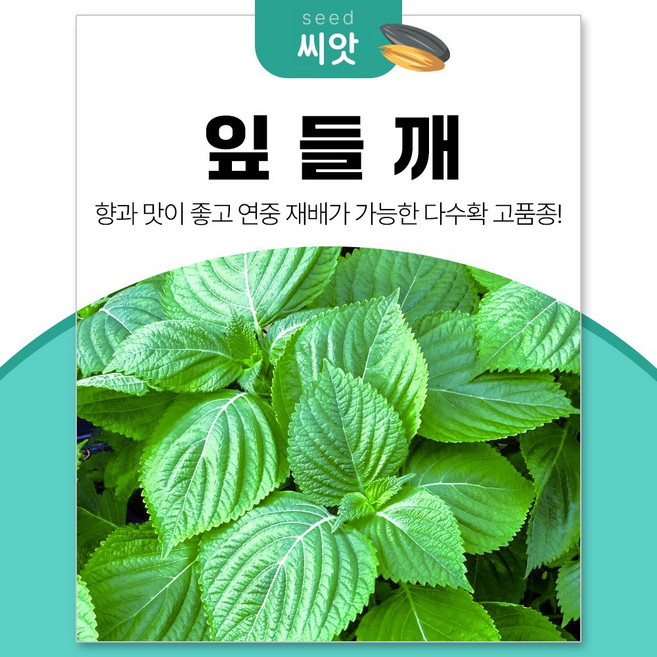세경팜 연중 재배가 가능한 다수확 잎들깨 깻잎 씨앗 10g, 4개