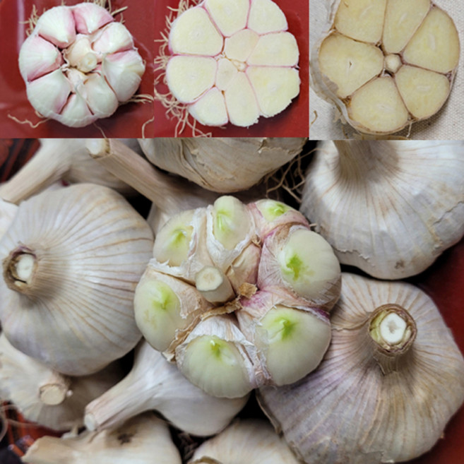 23년 국산 창녕마늘 홍산마늘 햇마늘 저장 장아찌 통마늘 상 중 3kg 5kg, 창녕마늘중5kg, 1개