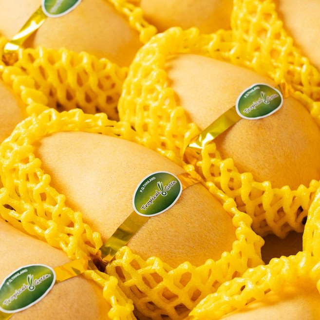 [제니네 제철과일] 산지직송 태국 골드망고 제철 5월, 1개, 골드망고 2.5kg 내외 (5-9과 내외)