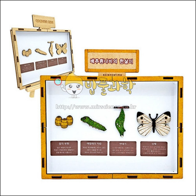 (ART)배추흰나비의 한살이 만들기 학습용 브로마이드 제공, 단품, 단품