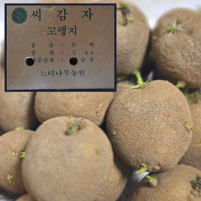 느티나무농원 강원도씨감자 두백 씨감자 보급종 종자, 1박스, 두백씨감자 정품인증 보급종 1kg