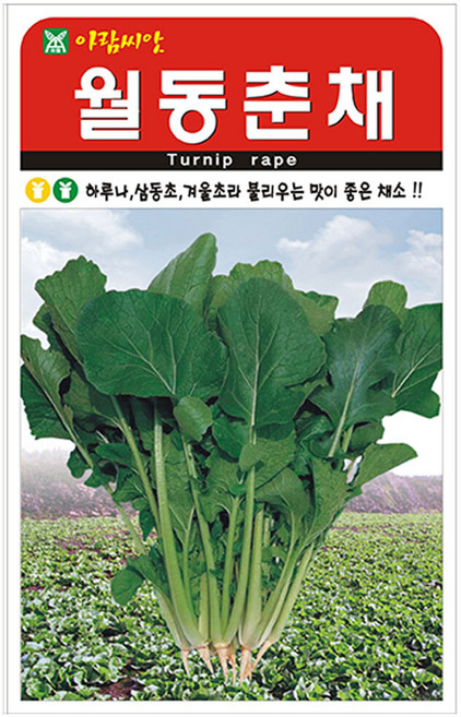 아람 월동춘채 씨앗 5000립, 3개