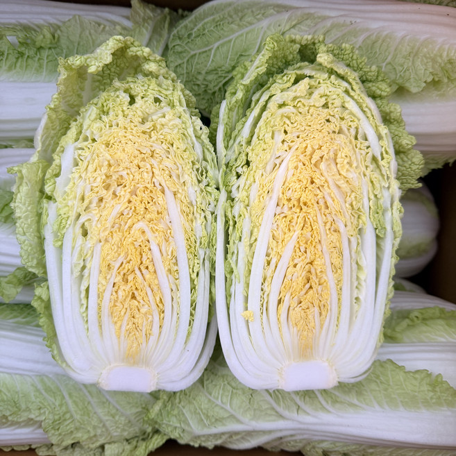 맛통령 알배추 알배기 쌈배추 3통, 1박스, 2kg