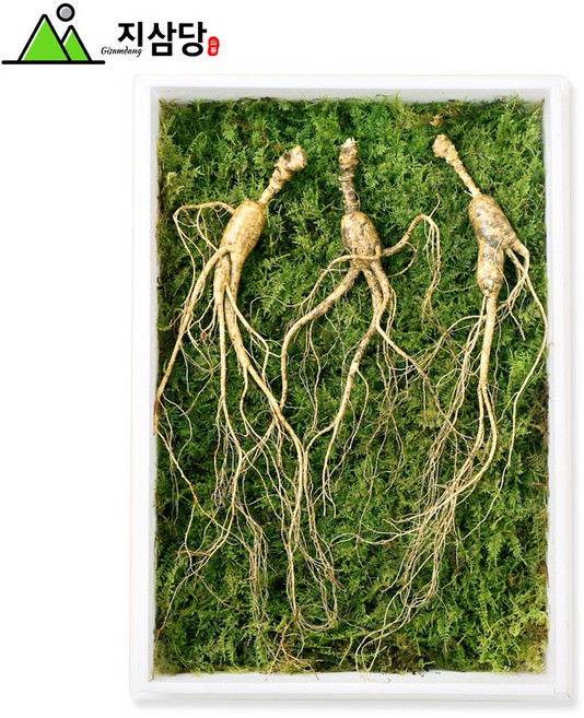 지삼당 산양산삼 직파자연산삼 효도선물 명절 15년근~16년근 3뿌리, 90g, 1세트