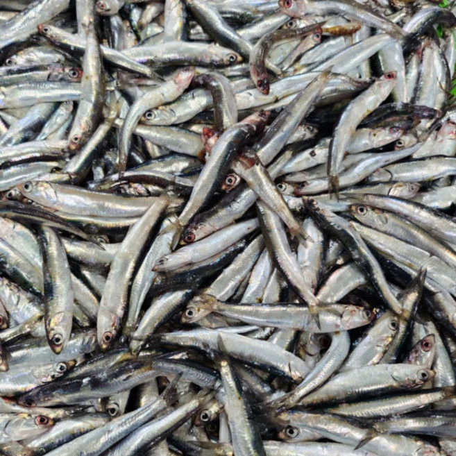 완전 손질 생멸치 500g, 1개