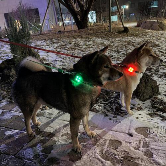 패리스독 피너츠 블링커/산책용품 클립형 라이트, 민트, 1개, 1개입