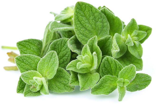 오레가노 허브 생잎 100g Oregano 박하향 향신료, 1박스