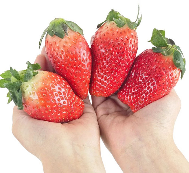 딸기 킹스베리 죽향 못난이 산지직송 생딸기 대왕 큰딸기, 킹스베리 350g / 12~15과, 1세트