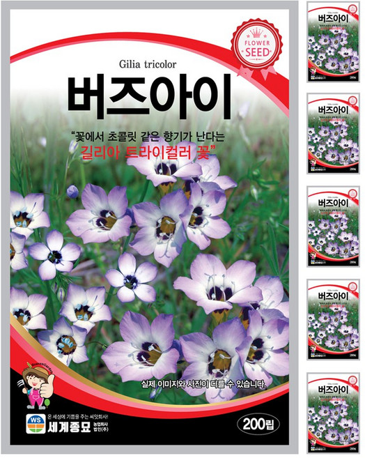 버즈아이 씨앗 꽃씨 200립 꽃씨앗 세계종묘 모칸도, 6개