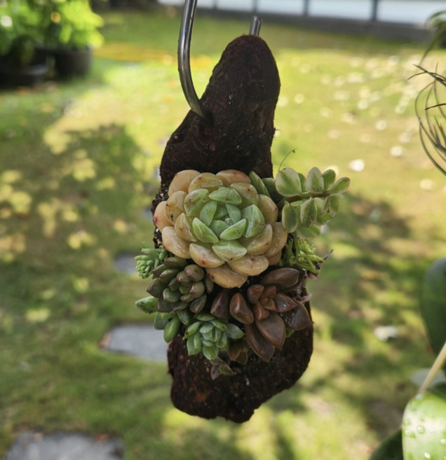 欣榮園藝 強力固型土(超黏版) 1公升 量販包 多肉植物 蘚苔 創意盆栽 景觀土 塑型土 立面盆栽, 1個