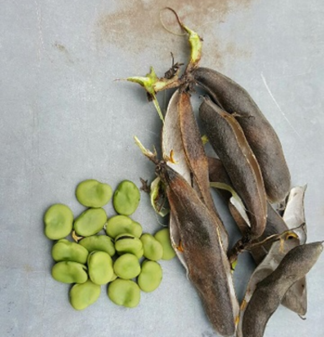동진농장 직접키운 잠두콩(건잠두콩 잠두콩 누에콩 작두콩 파바빈), 1kg