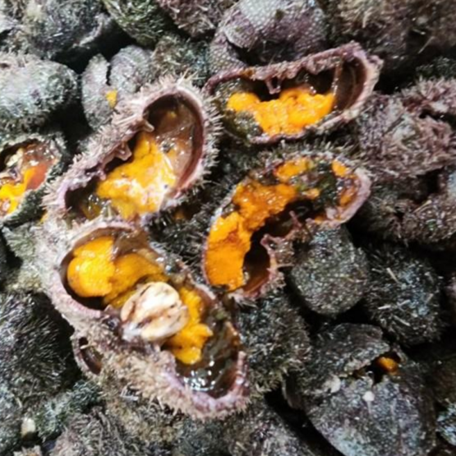 국내산 제철 성게알 우니 100g 생물 냉장 냉동 보라성게 말똥성게 홈마카세 요리, 1개, 말똥성게알 100g