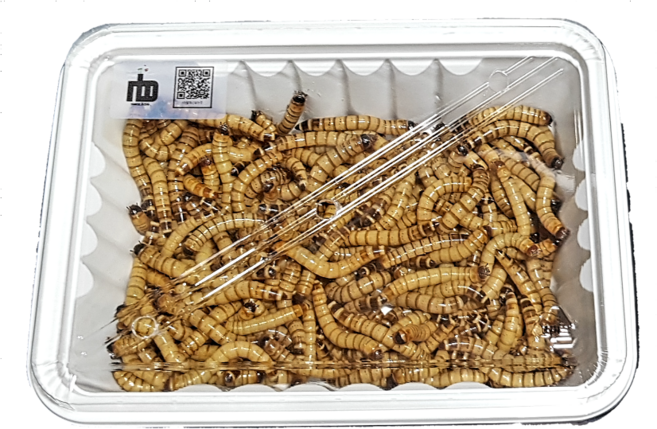 살아있는 nb 슈퍼밀웜 서비스밀기울원함 게코 도마뱀 사마귀 먹이, 1세트, 300마리안전포장