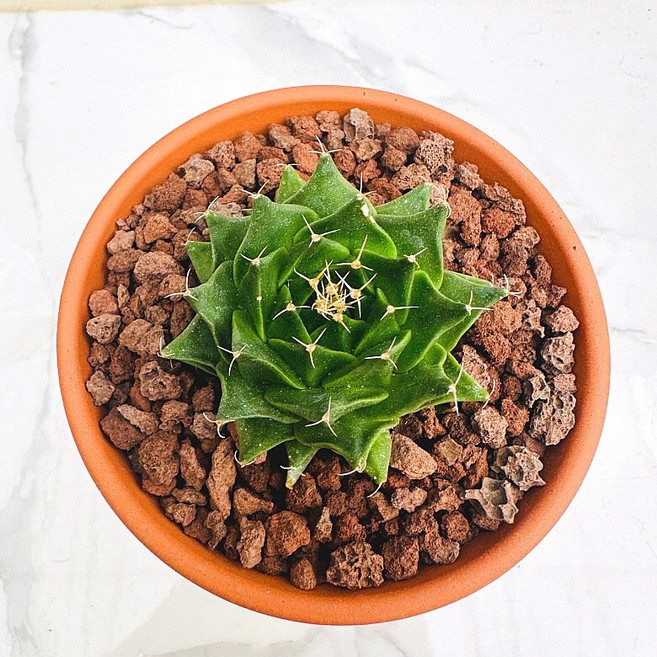 제관 농장직송 산아래 다육이 생명력최고 키우기쉬운 공기정화 전자파차단 하월시아 다육 식물 선인장, 1개, 럭셔리