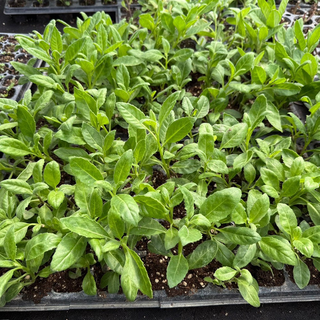 약초약선생 명월초 (삼붕초 당뇨초) 모종 10포기, 1개