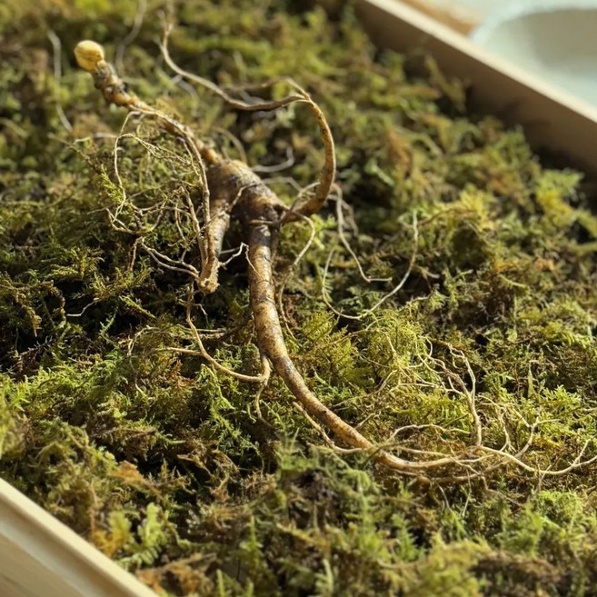 정품 백부산삼 자연방치삼 20년, 12g, 1개