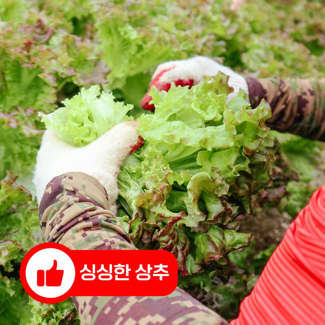 아삭한 식감 남해안 노지 포기상추, 1박스, 2kg