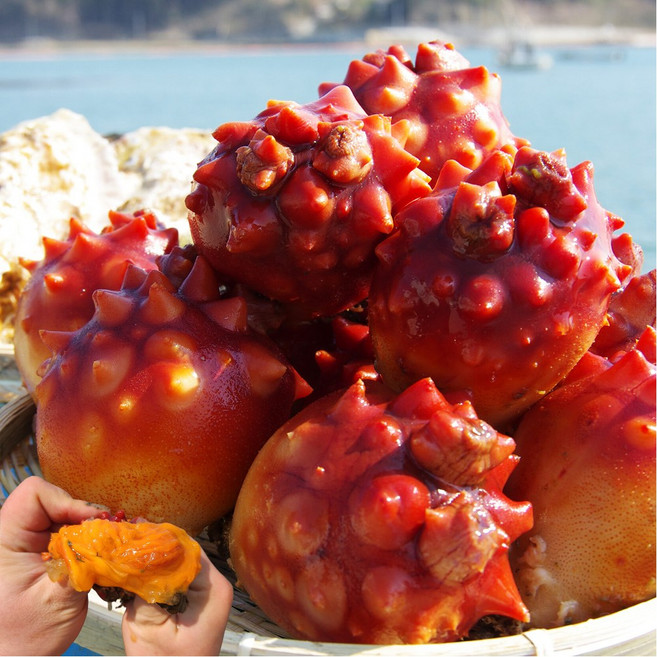 [어진수산]새벽특품 당일조업 국내산 제철 통영 활 멍게, 1박스, 활멍게 가성비 3kg