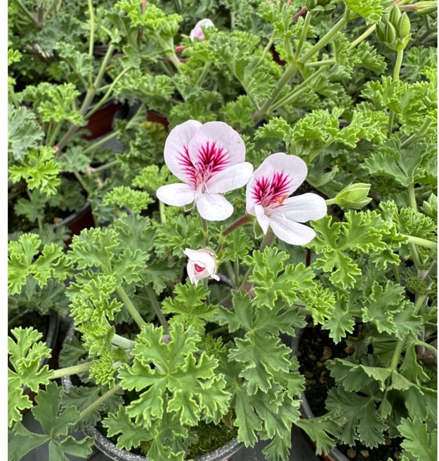 라망가든 화이트랜디 제라늄 소형 꽃모종, 1개