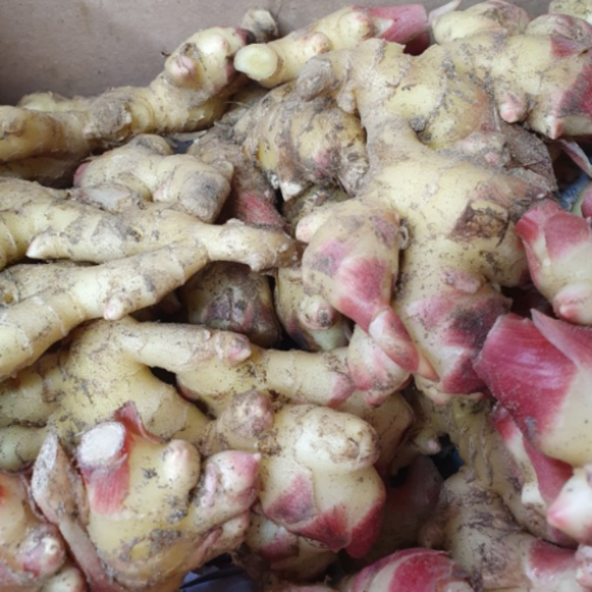 국내산 23년 햇 생강 흙생강 1kg, 1개