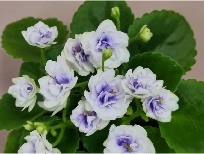 미니바이올렛_리틀문스톤, 1개, 보라