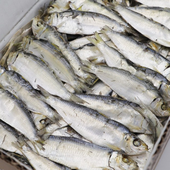 동해청정 건밴댕이 디포리 1.5kg 한박스, 1개, 1.5kg(10~11cm)