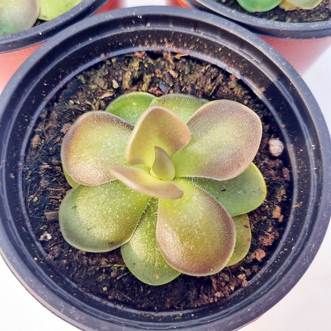 식충식물 모라넨시스 벌레잡이제비꽃 학습교재용식물, 1개, 연두색