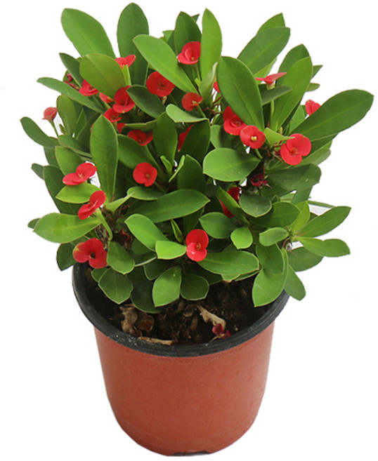 갑조네 꽃기린 빨강 소품 사계절 피는 꽃 예쁜 다육이식물, 빨간색, 2개