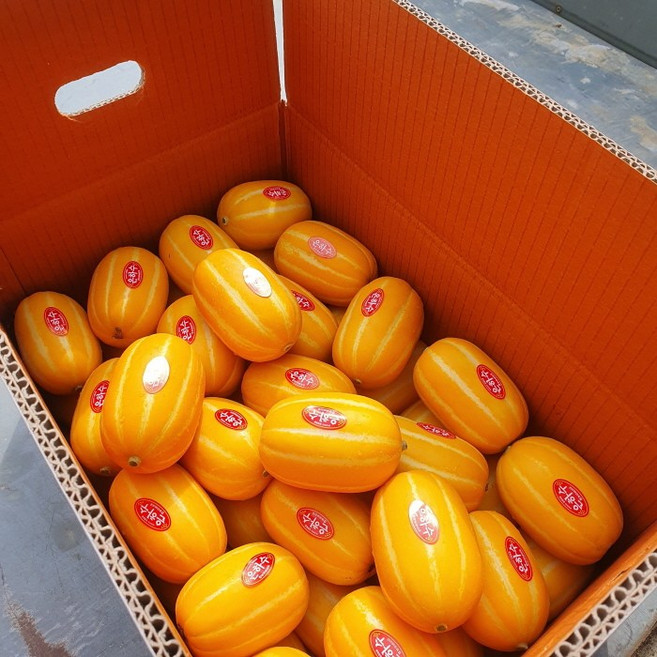 *[공주네농장]농민직송 고당도 성주 꿀벌 참외 등급(상) 등급(상)꿀*, 1개, 참외 가정용 2.5kg 중소과