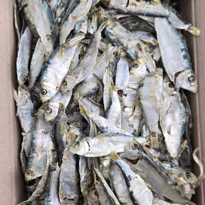 바다찬미 국내산 햇 디포리멸치(최상급) 육수용 국물용 멸치, 1박스, 1.5kg