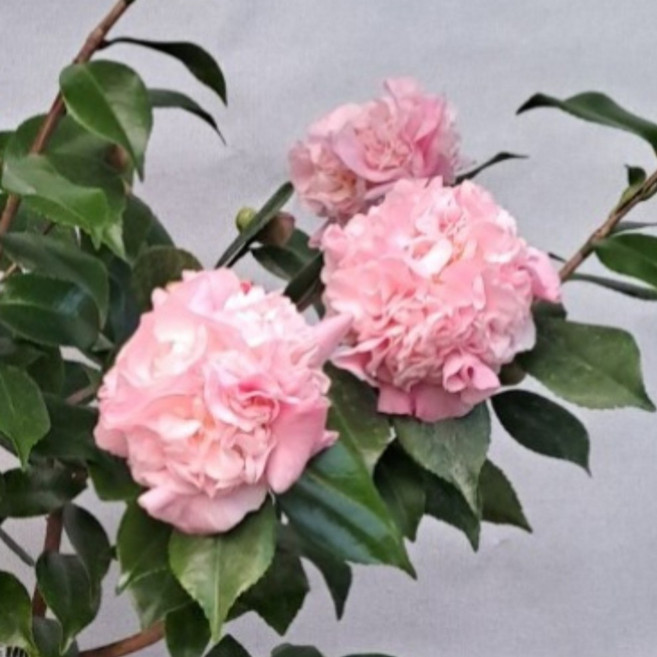 서향동백나무 향기나는 동백 노지월동 건돌이, 1개, 기본