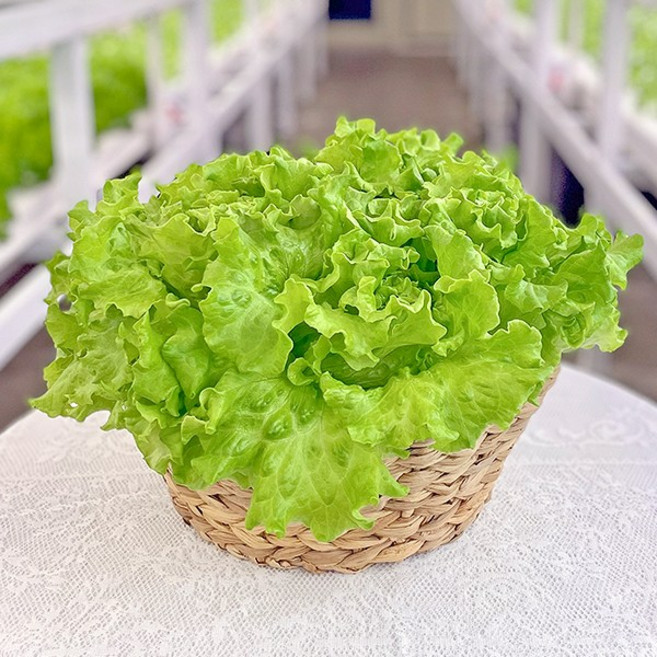 바른팜 무농약 카이피라(바타비아) 수경재배 샐러드채소 쌈채소 대용량, 1박스, 1kg