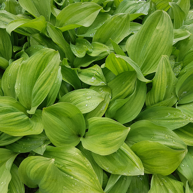 2026 강원도 울릉도종 대명이 산마늘, 1박스