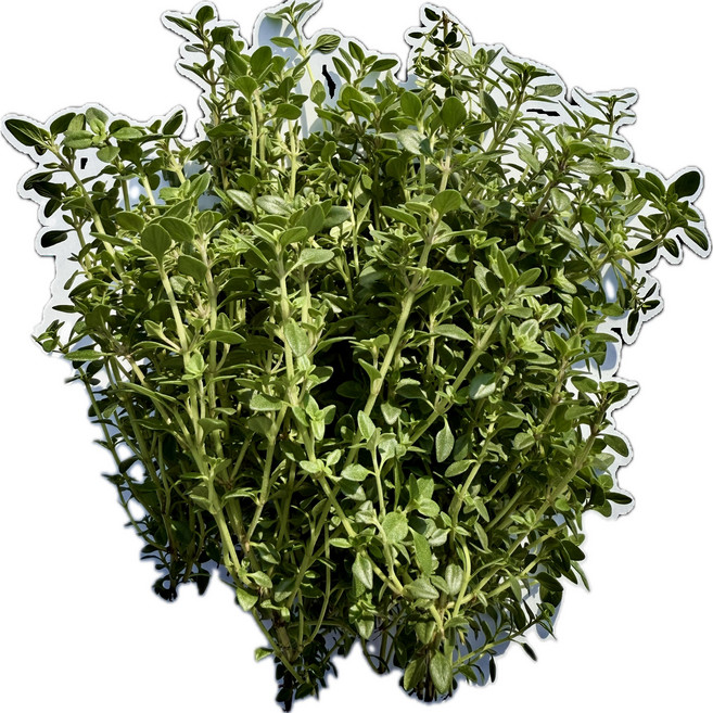 카페용 타임 생잎 50g 100g 유기농 데코용, 1개, 레몬타임 100g