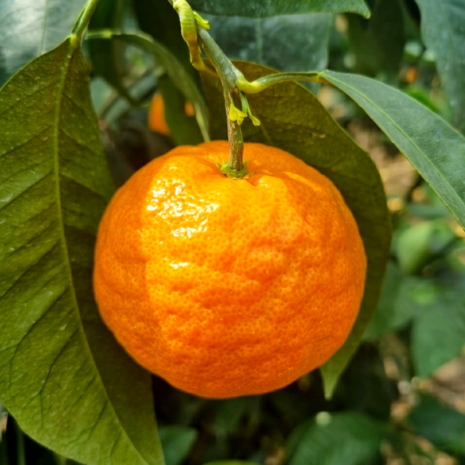 제주 카라향 제주 타이벡 감귤 고당도 귤, 1박스, 10kg 가정용