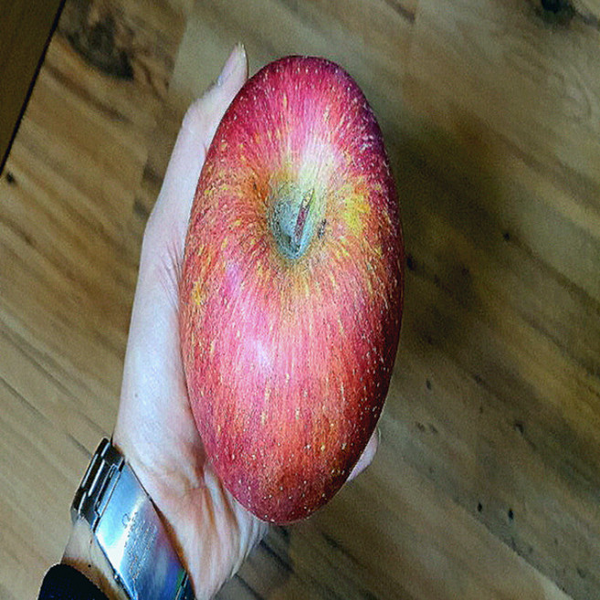 목하원예조경 사과나무 부사 미야미 미야비사과 2중왜성대목 접목1년생 묘목 정원 과일나무, 1개, 단일