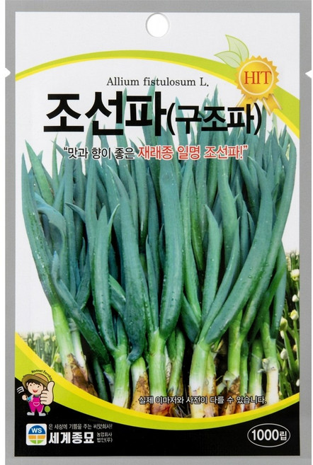 세계종묘 조선파 씨앗 1000립, 1개