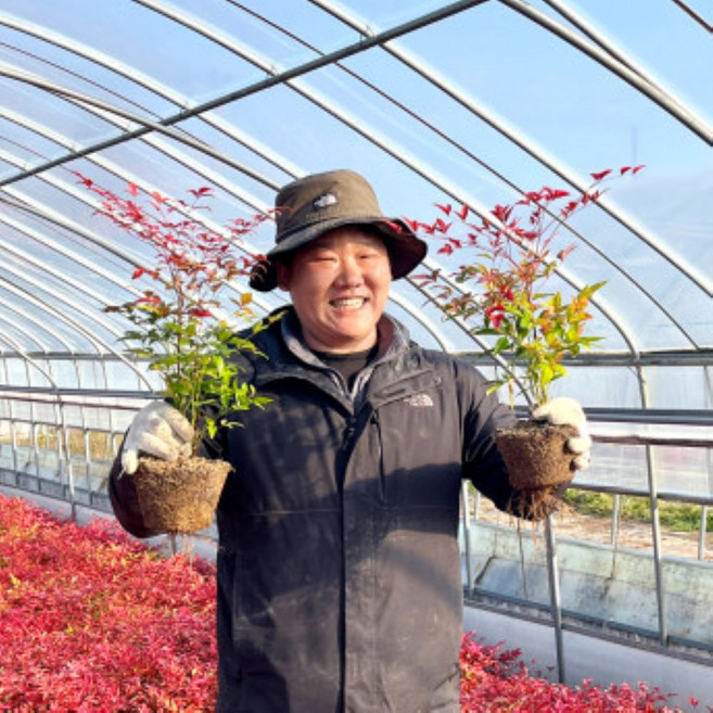 (농업창조) 남천나무 40센치 5주1세트 포트묘 공기정화 식물 거실화분, 5개