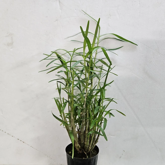 발부가 튼튼한~죽도석곡, 1개 - 쿠팡