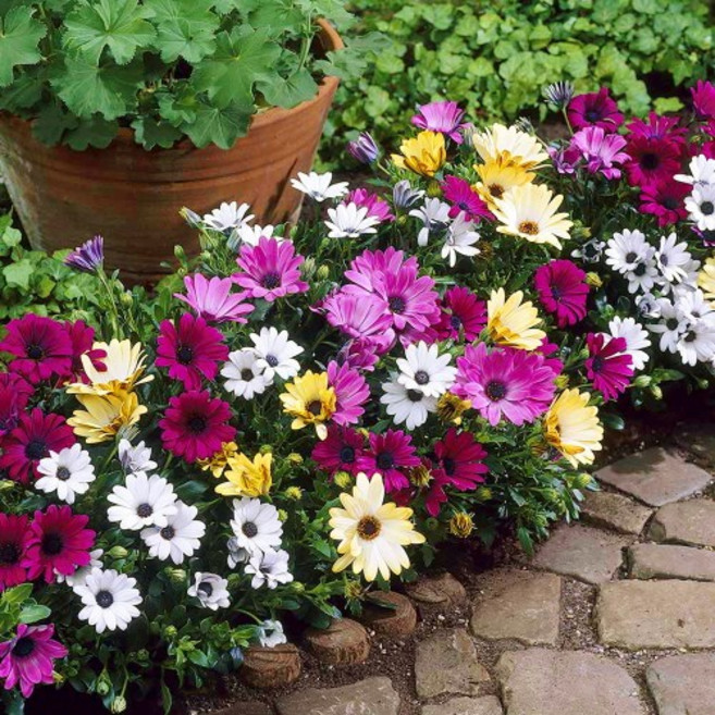 파종후 두달이면 개화하는 봄꽃 55종 선택구매 (2/2), 1개, 55. 디모르포세카 파스텔혼합 20립