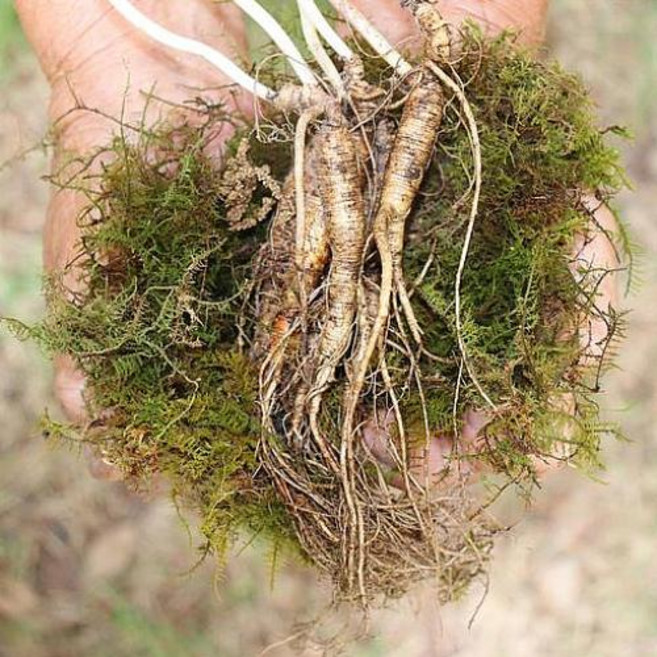 프리미엄 산골짜기 최상급 원기회복 건강지킴이 강원도 횡성 산양삼 6년근 파삼 200g, 6년근파삼200G, 1개