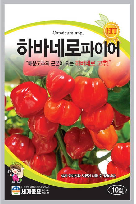 하바네로파이어 10립 / 고추 씨앗 종자 텃밭 채소 만생종 멕시코 원산, 1개